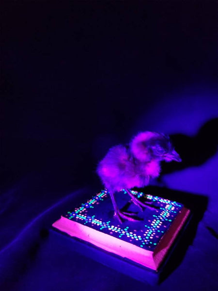 Blacklight reactive baby chick mount