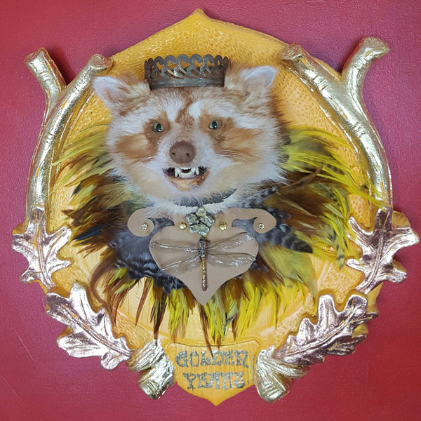 Golden Years - large golden taxidermy raccoon head